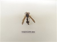 藏品(黃胸錐腹蜾蠃)的圖片